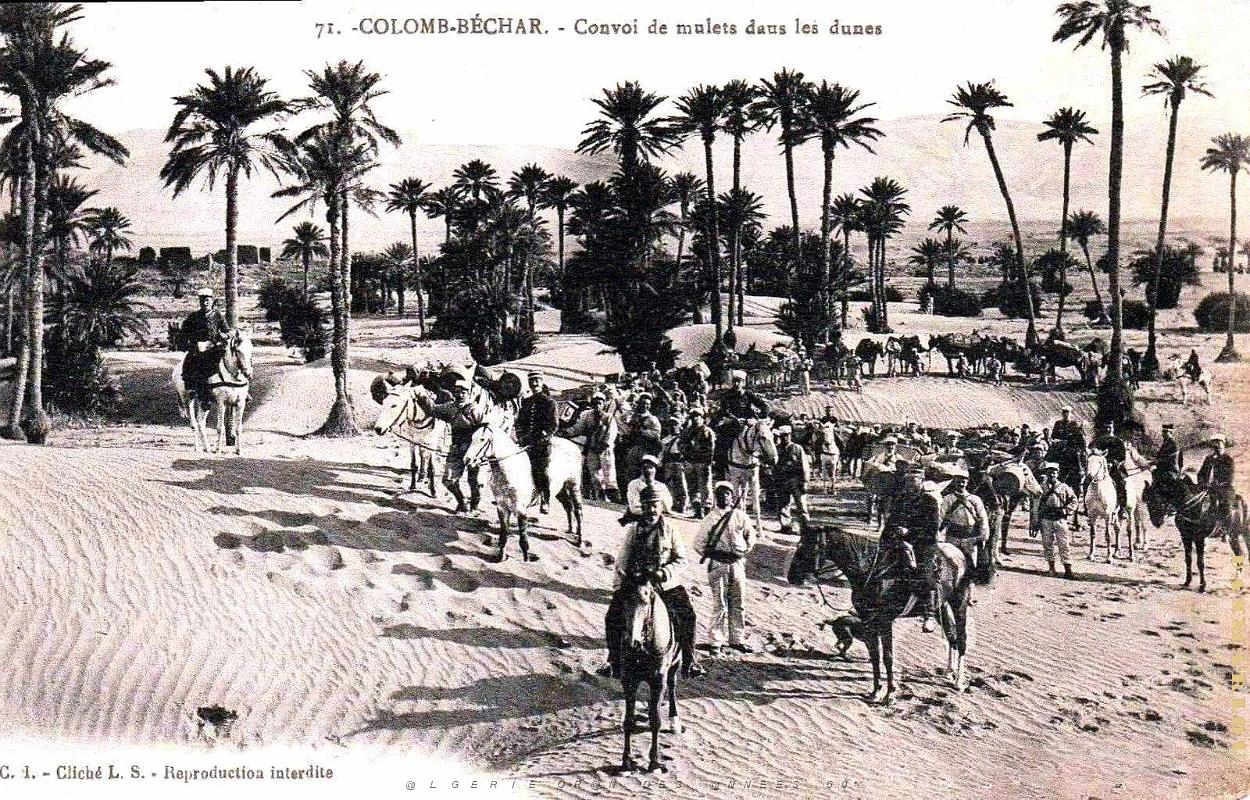 2493- Colomb-Bechar - Convoi de Mulets dans les Dunes.jpg
